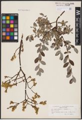 Foto von Salix aurita L. x Salix repens L.